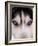 Focus - Husky Eyes-AdventureArt-Framed Photographic Print