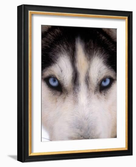 Focus - Husky Eyes-AdventureArt-Framed Photographic Print