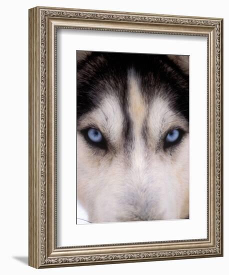 Focus - Husky Eyes-AdventureArt-Framed Photographic Print