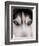 Focus - Husky Eyes-AdventureArt-Framed Photographic Print