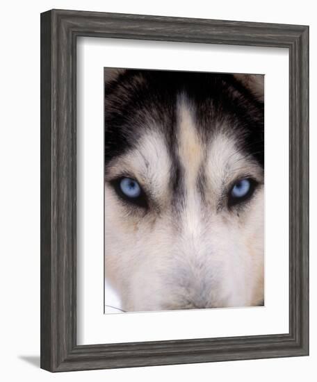 Focus - Husky Eyes-AdventureArt-Framed Photographic Print