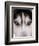 Focus - Husky Eyes-AdventureArt-Framed Photographic Print