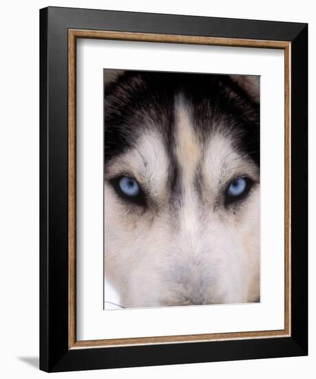 Focus - Husky Eyes-AdventureArt-Framed Photographic Print