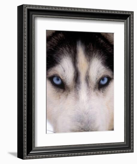 Focus - Husky Eyes-AdventureArt-Framed Photographic Print