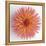 Focused Flourish - Burst-Ben Wood-Framed Stretched Canvas