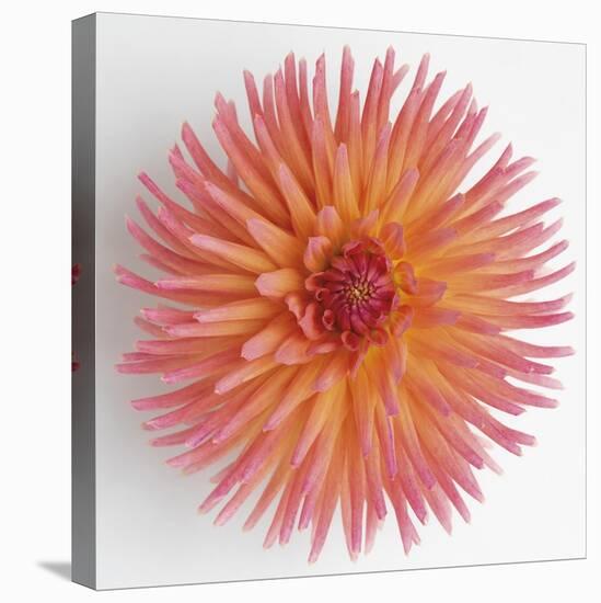 Focused Flourish - Burst-Ben Wood-Framed Stretched Canvas