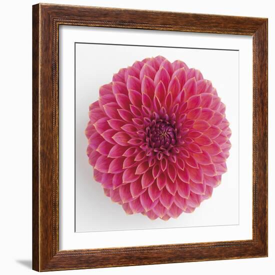 Focused Flourish - Happy-Ben Wood-Framed Giclee Print