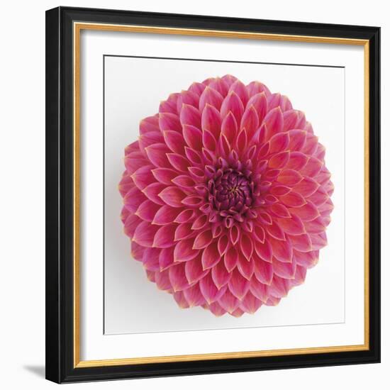 Focused Flourish - Happy-Ben Wood-Framed Giclee Print