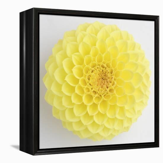 Focused Flourish - Joy-Ben Wood-Framed Stretched Canvas