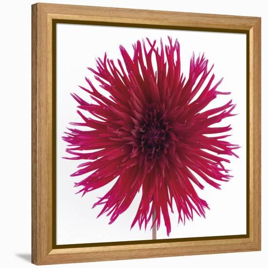 Focused Flourish - Lively-Ben Wood-Framed Stretched Canvas