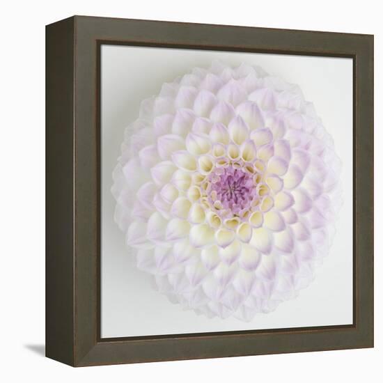 Focused Flourish - Lullaby-Ben Wood-Framed Stretched Canvas
