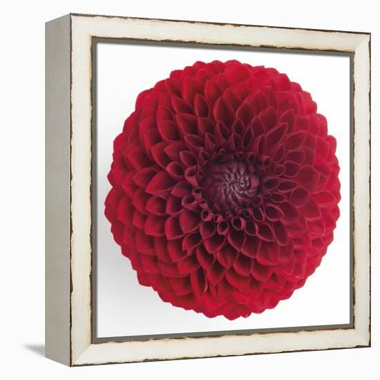 Focused Flourish - Merry-Ben Wood-Framed Stretched Canvas