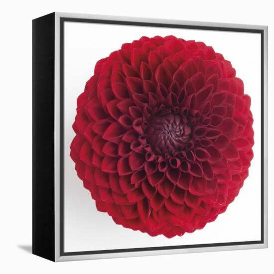 Focused Flourish - Merry-Ben Wood-Framed Stretched Canvas