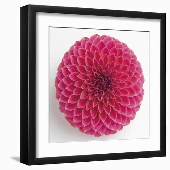 Focused Flourish - Peppy-Ben Wood-Framed Giclee Print