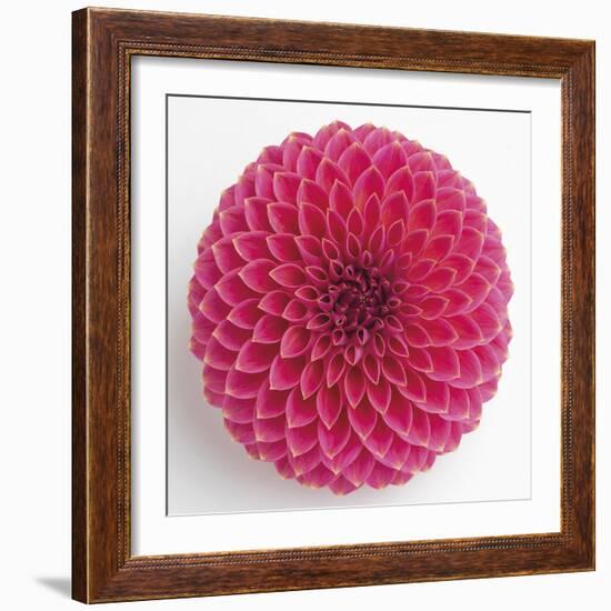 Focused Flourish - Peppy-Ben Wood-Framed Giclee Print