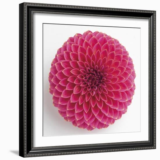 Focused Flourish - Peppy-Ben Wood-Framed Giclee Print