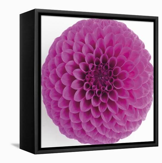 Focused Flourish - Spry-Ben Wood-Framed Stretched Canvas
