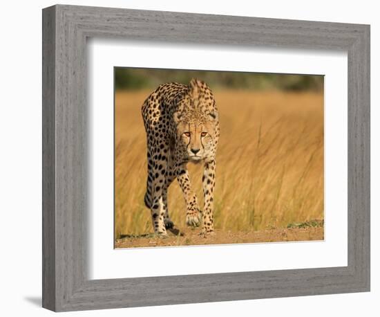 Focused Intensity-Jaco Marx-Framed Photographic Print