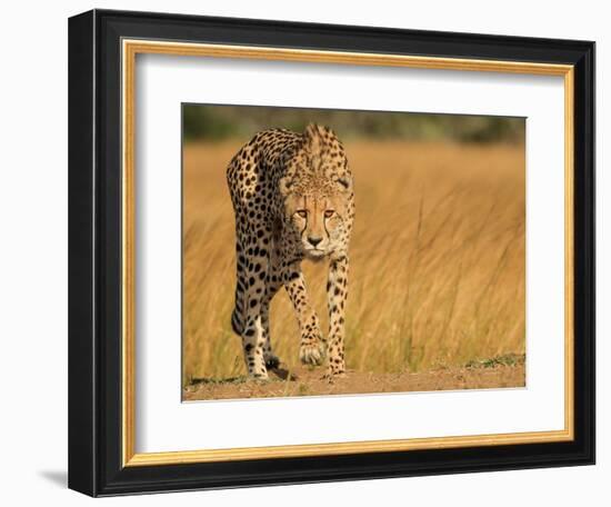 Focused Intensity-Jaco Marx-Framed Photographic Print