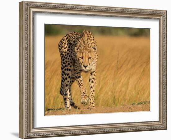 Focused Intensity-Jaco Marx-Framed Photographic Print