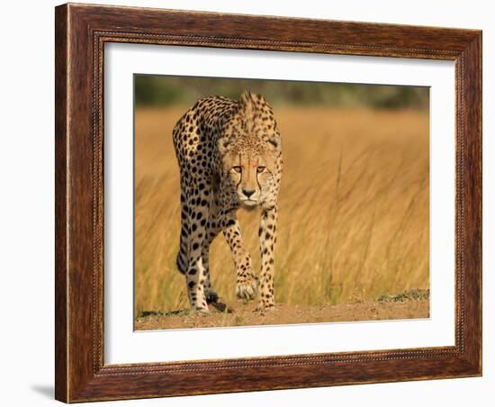 Focused Intensity-Jaco Marx-Framed Photographic Print