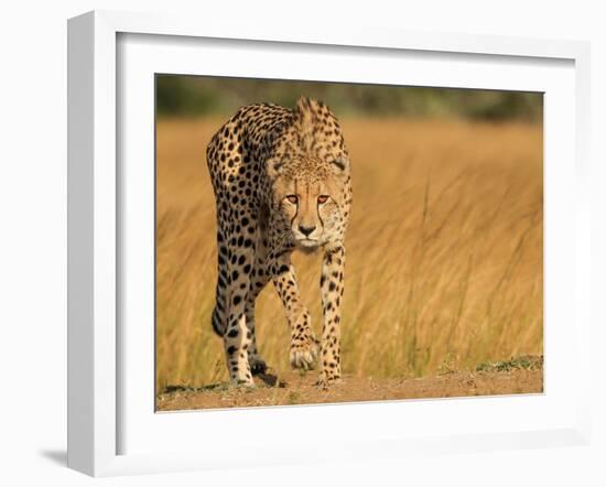 Focused Intensity-Jaco Marx-Framed Photographic Print