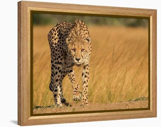 Focused Intensity-Jaco Marx-Framed Premier Image Canvas