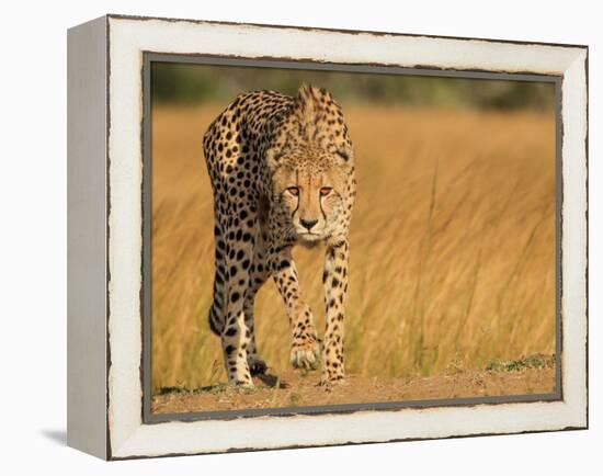 Focused Intensity-Jaco Marx-Framed Premier Image Canvas