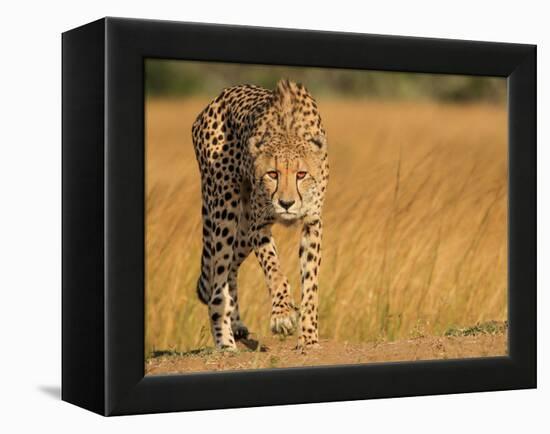 Focused Intensity-Jaco Marx-Framed Premier Image Canvas