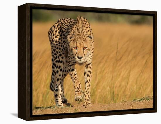 Focused Intensity-Jaco Marx-Framed Premier Image Canvas