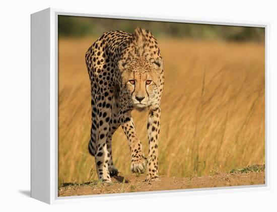 Focused Intensity-Jaco Marx-Framed Premier Image Canvas