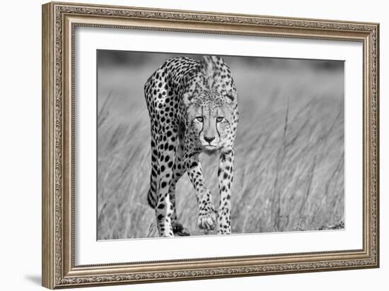 Focused predator-Jaco Marx-Framed Art Print