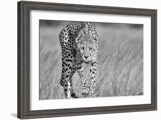 Focused predator-Jaco Marx-Framed Art Print