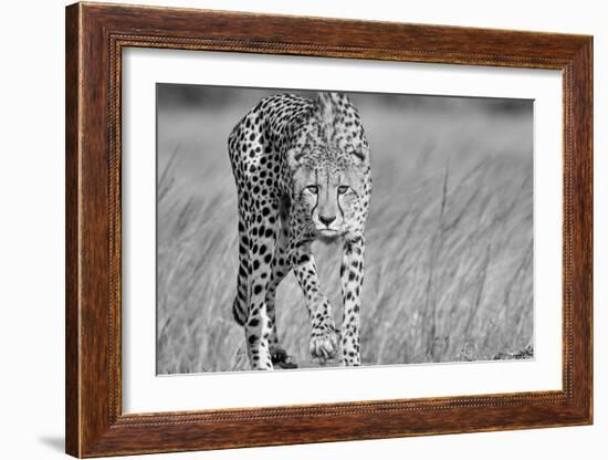 Focused predator-Jaco Marx-Framed Art Print