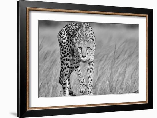 Focused predator-Jaco Marx-Framed Art Print