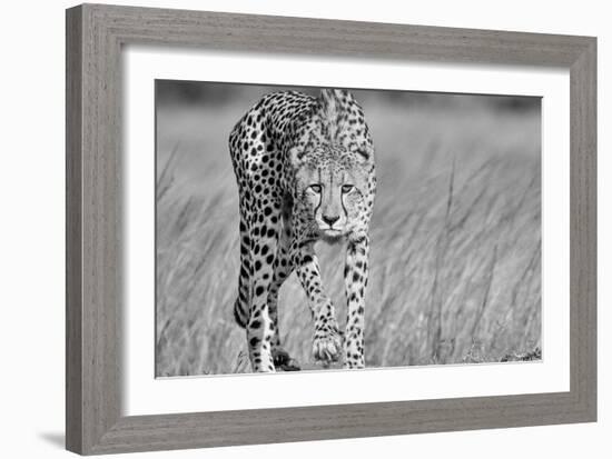 Focused predator-Jaco Marx-Framed Art Print