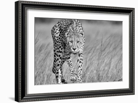 Focused predator-Jaco Marx-Framed Art Print