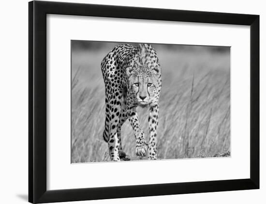 Focused predator-Jaco Marx-Framed Art Print