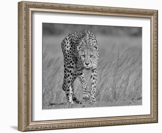 Focused Predator-Jaco Marx-Framed Giclee Print