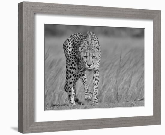 Focused Predator-Jaco Marx-Framed Giclee Print