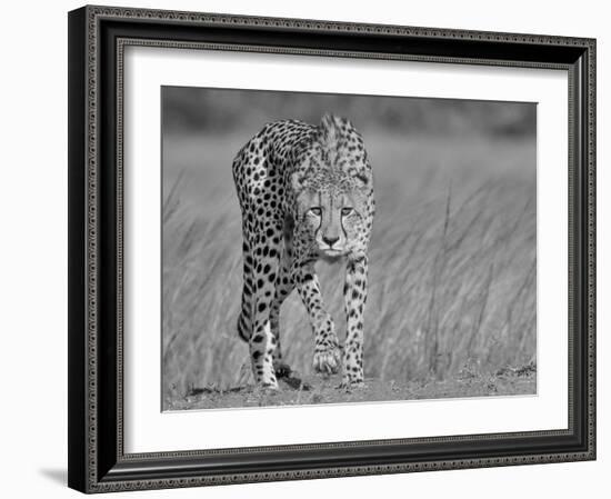 Focused Predator-Jaco Marx-Framed Giclee Print