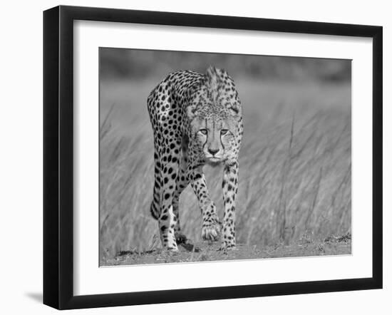 Focused Predator-Jaco Marx-Framed Giclee Print