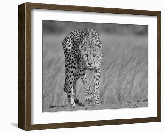 Focused Predator-Jaco Marx-Framed Giclee Print