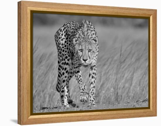 Focused Predator-Jaco Marx-Framed Premier Image Canvas