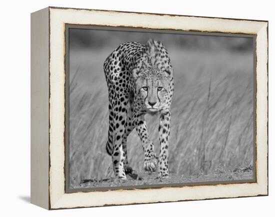 Focused Predator-Jaco Marx-Framed Premier Image Canvas