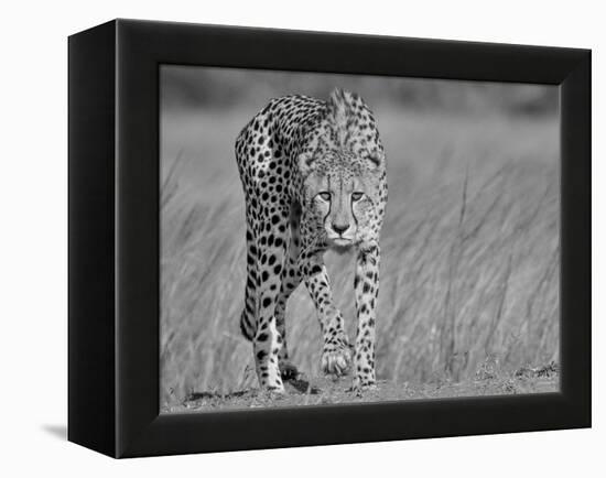 Focused Predator-Jaco Marx-Framed Premier Image Canvas