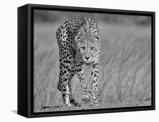 Focused Predator-Jaco Marx-Framed Premier Image Canvas
