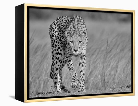 Focused Predator-Jaco Marx-Framed Premier Image Canvas