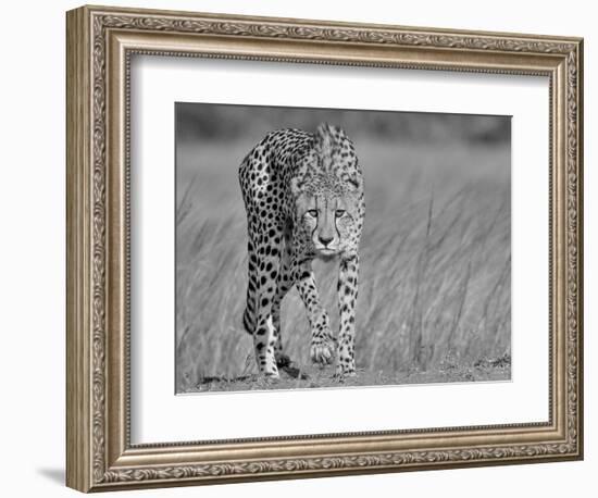 Focused Predator-Jaco Marx-Framed Photographic Print