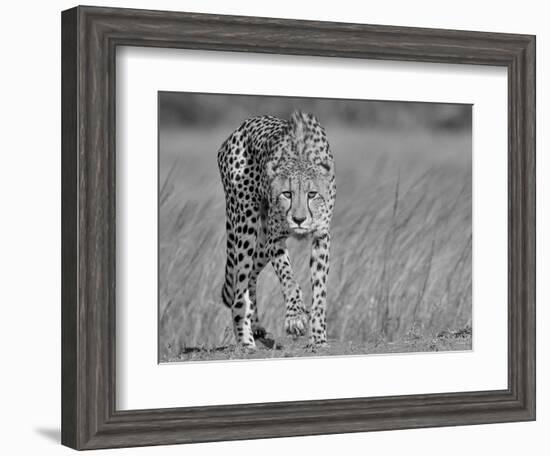 Focused Predator-Jaco Marx-Framed Photographic Print